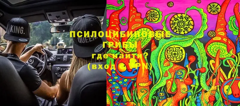 Галлюциногенные грибы Cubensis  Моздок 